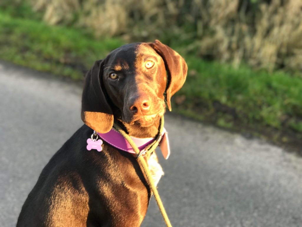 Residential gundog training german Shorthaired pointer