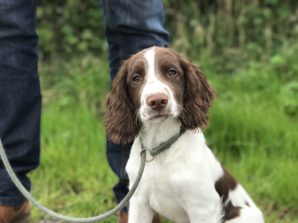 puppy gundog training tessleymoor gundogs