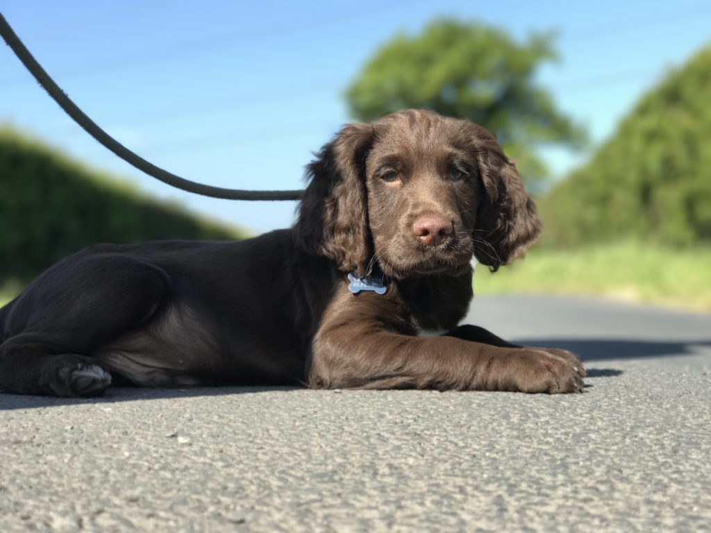 puppy gundog training cocker spaniel