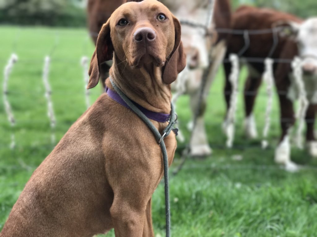 residential gundog training isla hungarian vizsla