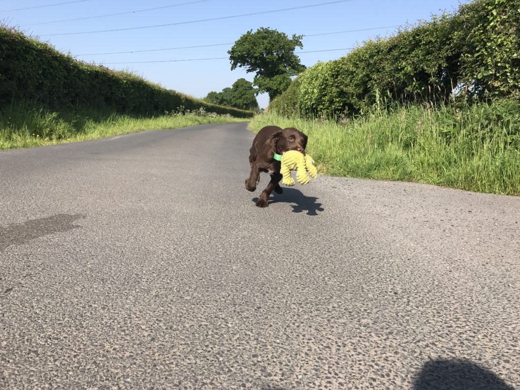 puppy gundog training cocker spaniel