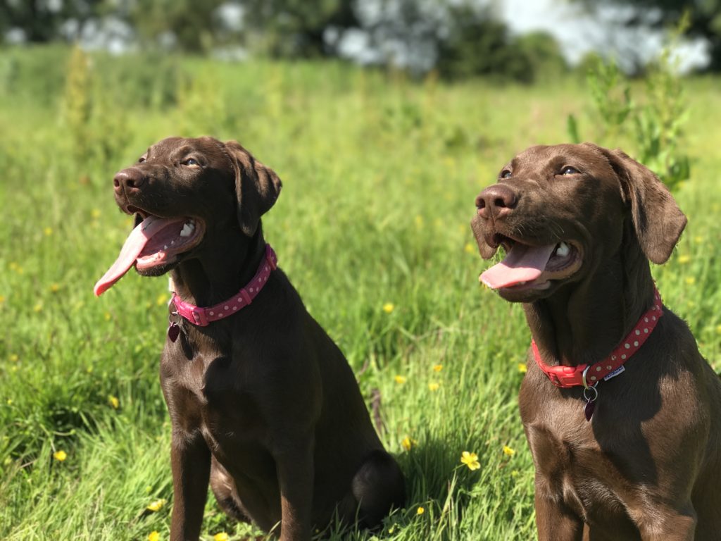 gundog training two labrador puppies