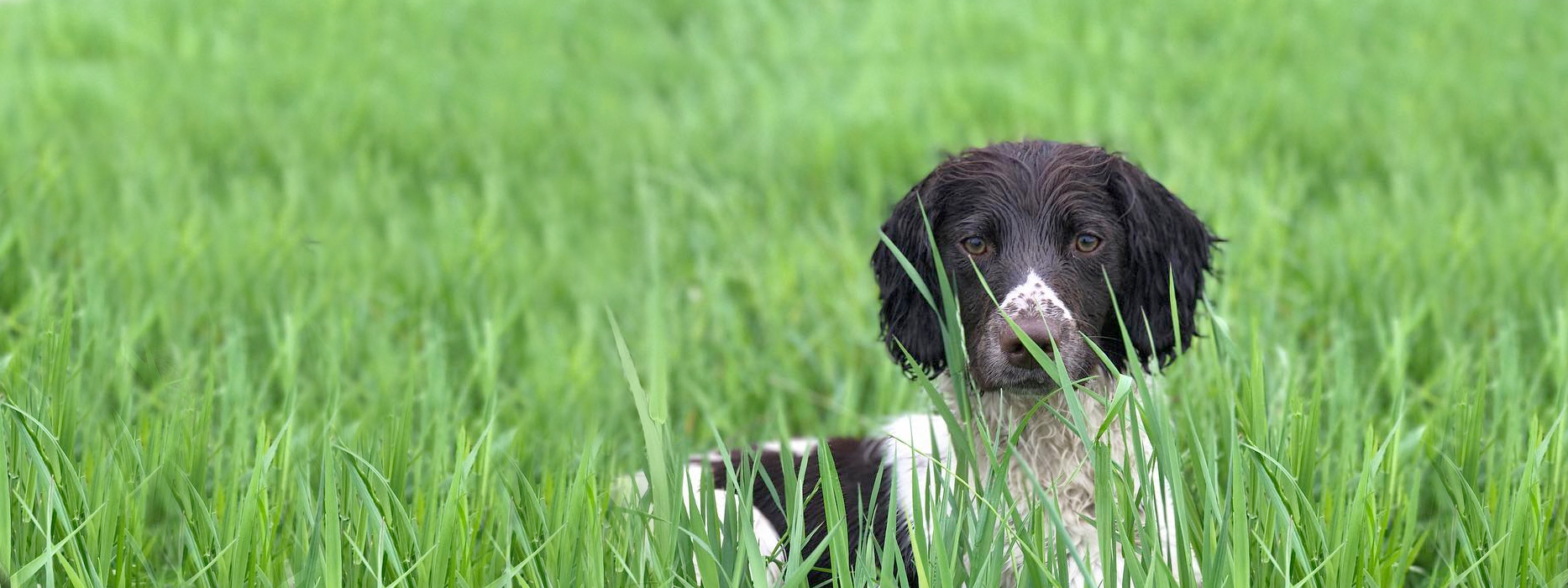 Contact Damian the Gundog Trainer