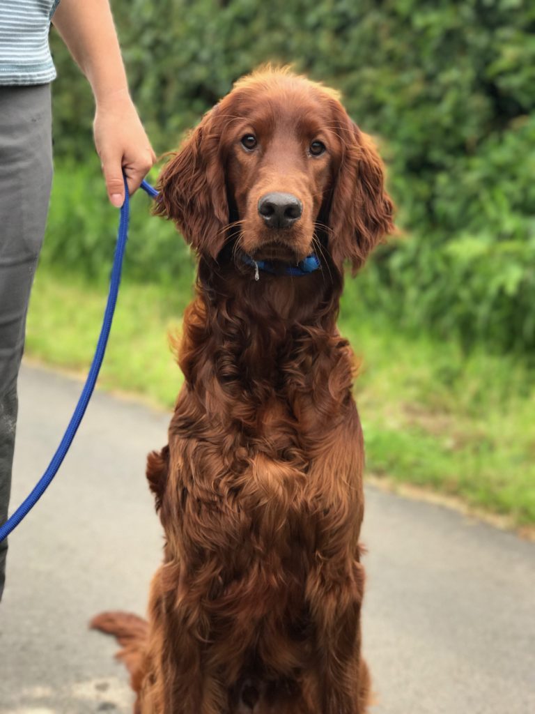 gundog training irish red setter