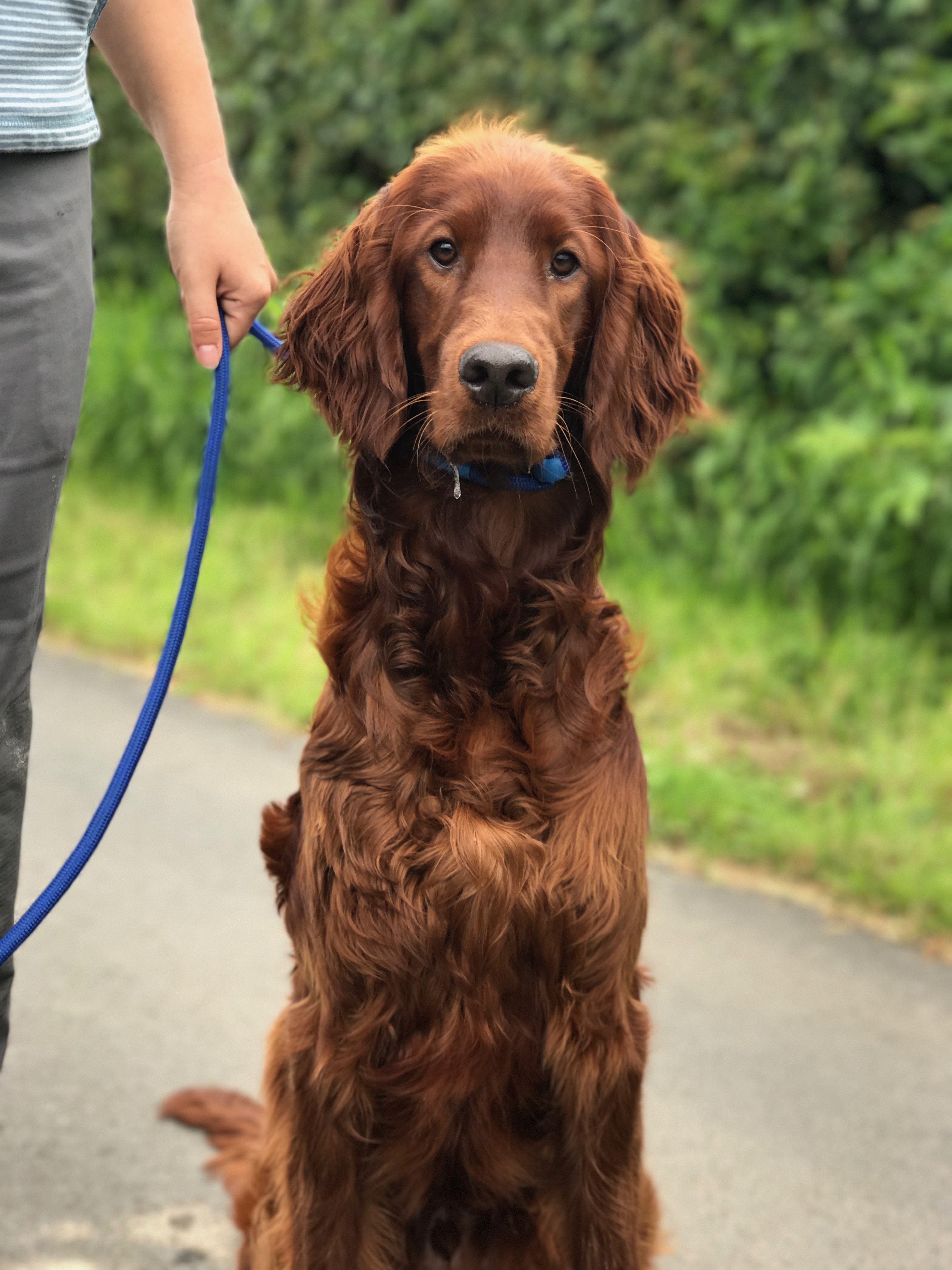 Testimonial - Gundog Training Riley the Irish Red Setter - Tessleymoor