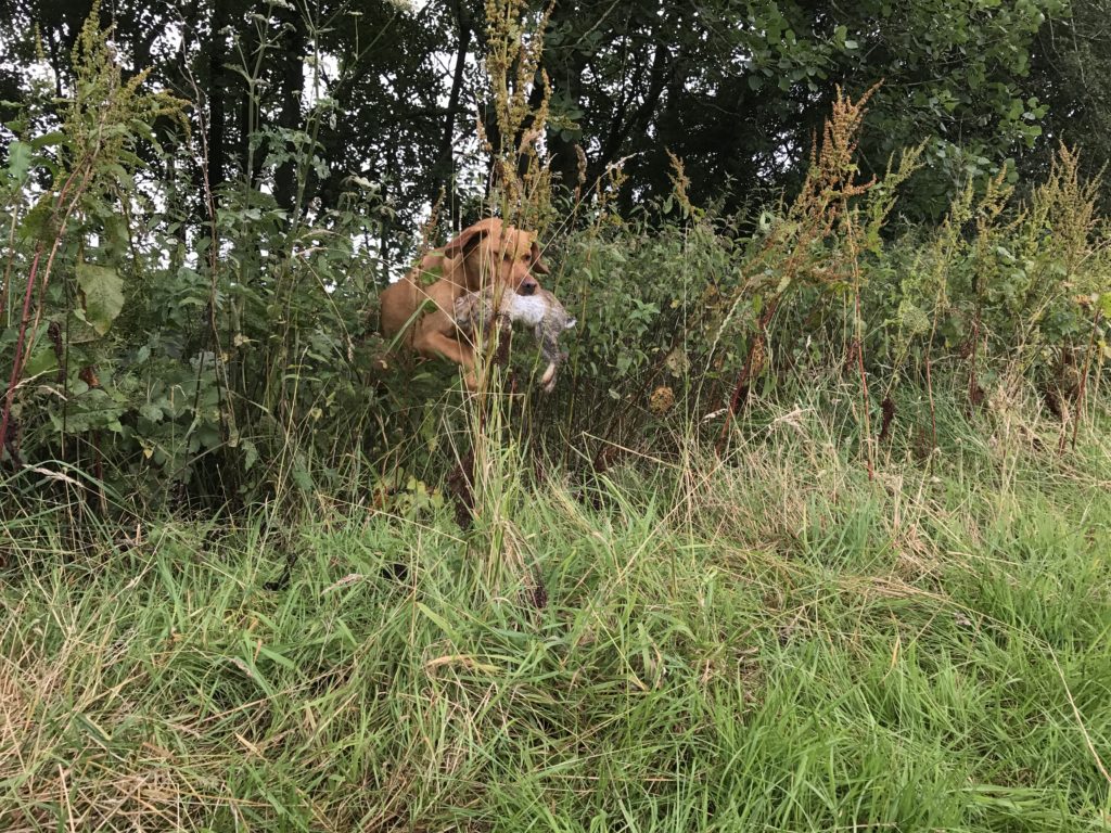 shooting season rabbit retrieving 