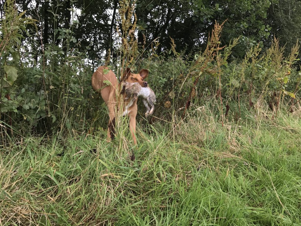 shooting season rabbit retrieving  labrador