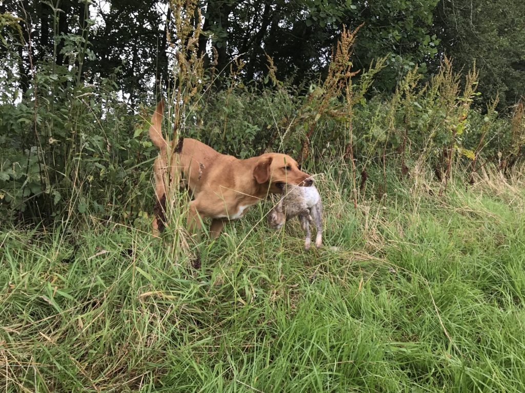 shooting season rabbit retrieving  labrador