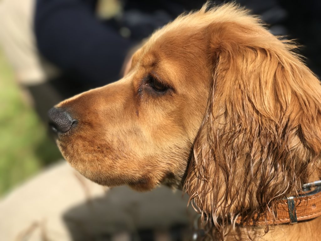 puppy gundog training cocker spaniel