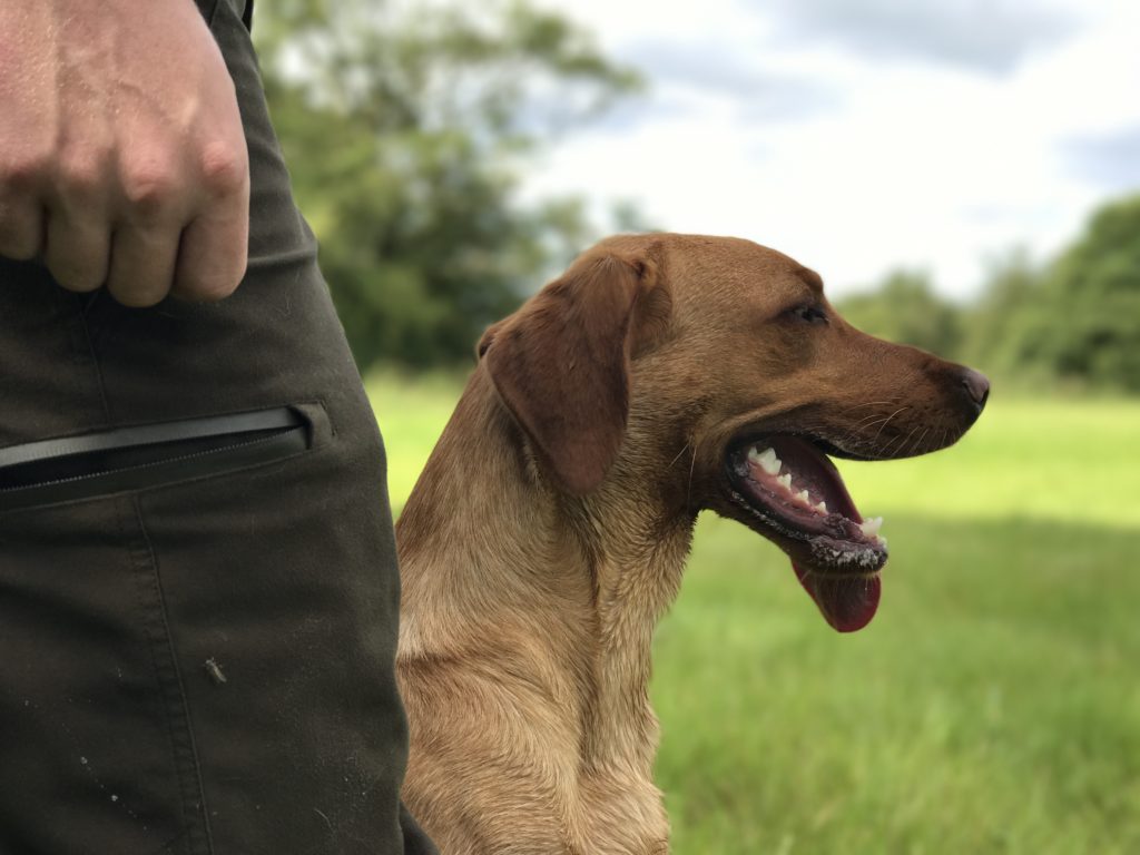 Labrador gun dog store training