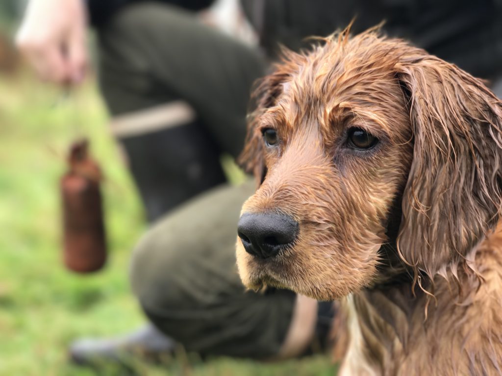 George the Cocker Spaniel Puppy and the Importance of Consistency ...