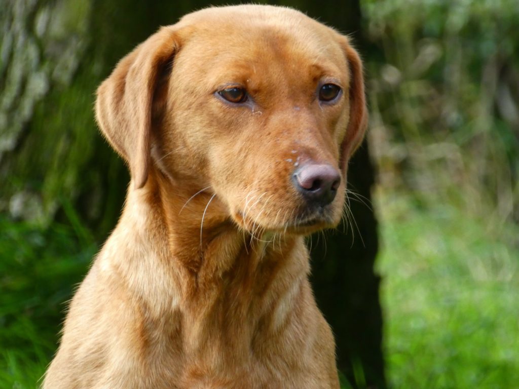 Labrador best sale gundog puppies