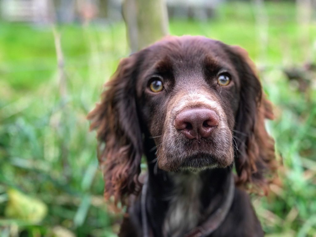 Teddy the Cocker Spaniel in Residence - Tessleymoor Gundogs