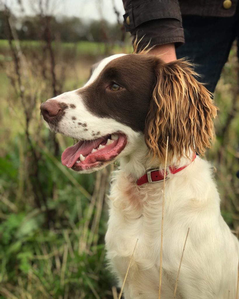 puppy gundog training springer spaniel