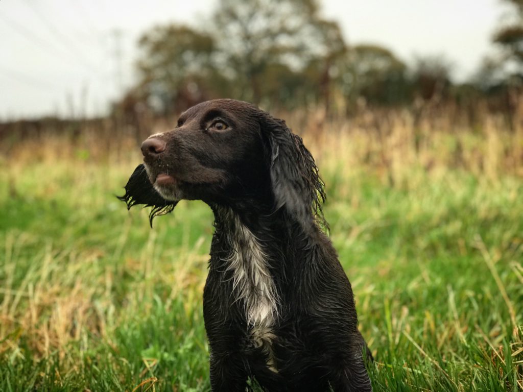 gundog training cocker spaniel midlands