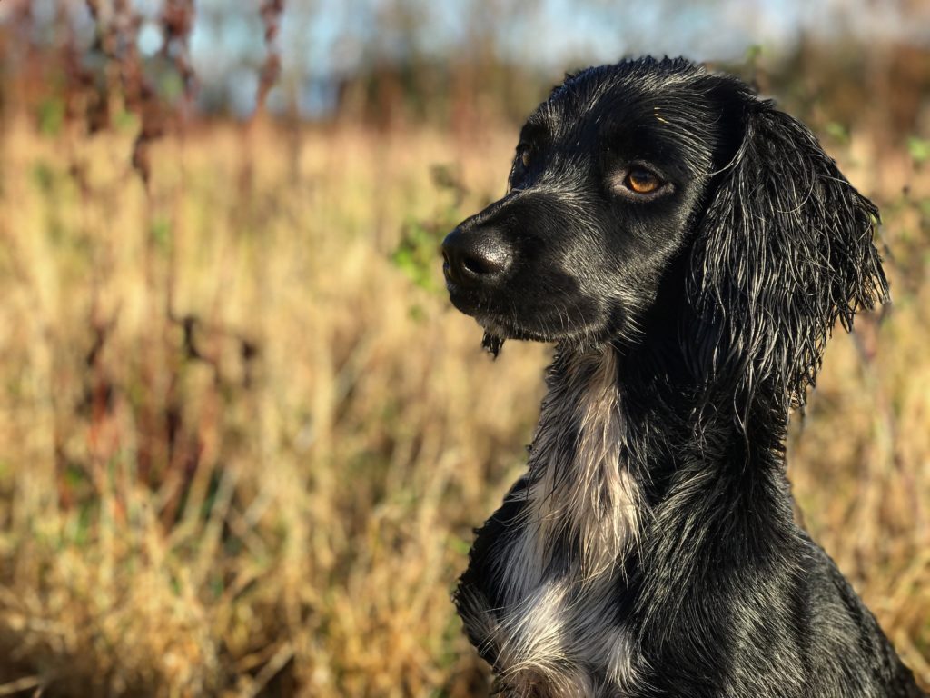 gundog training cocker spaniel