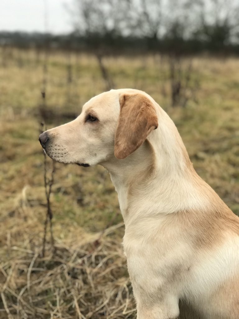 Gun dog hot sale labrador puppies