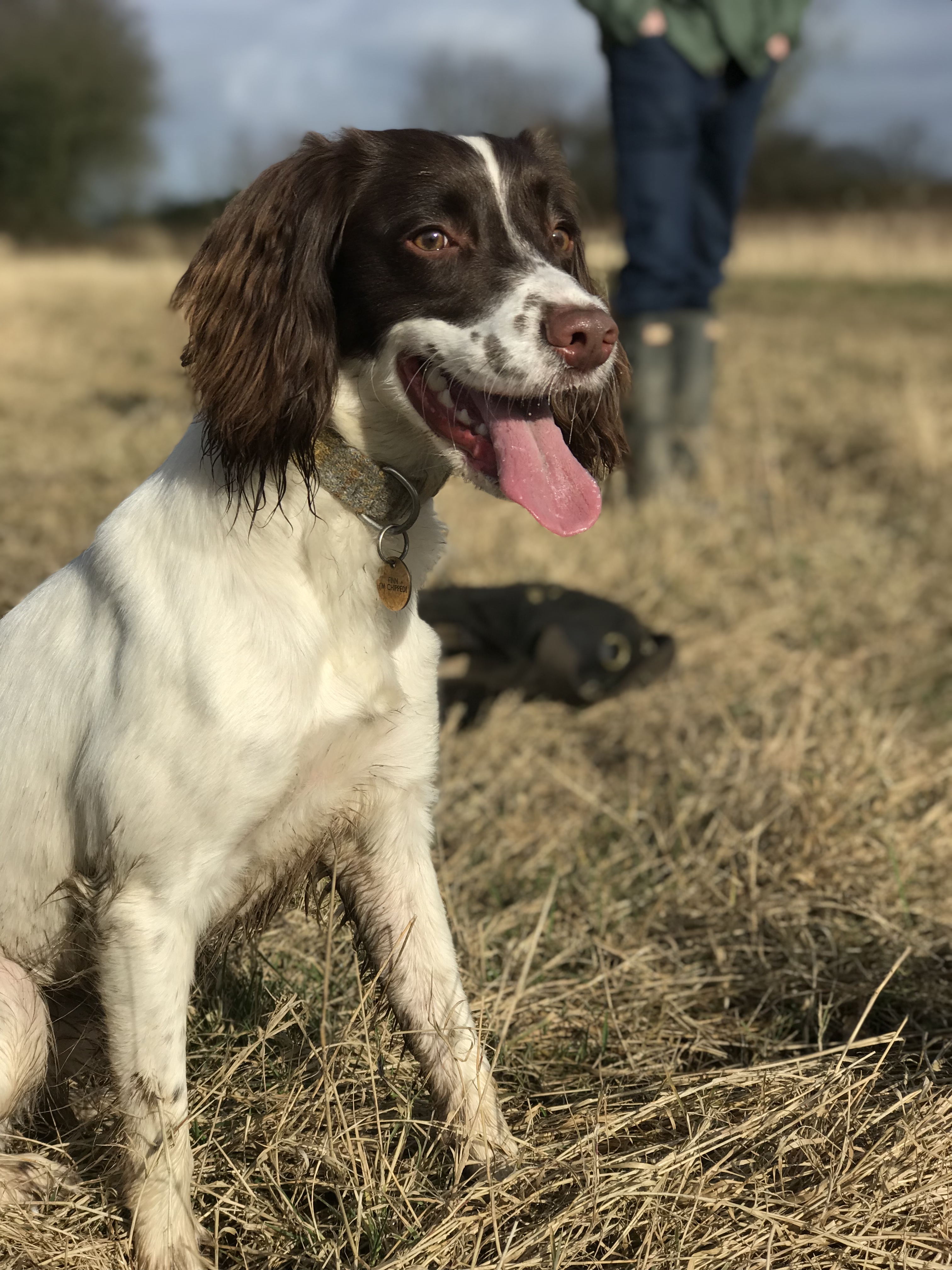 Shaved springer sale spaniel