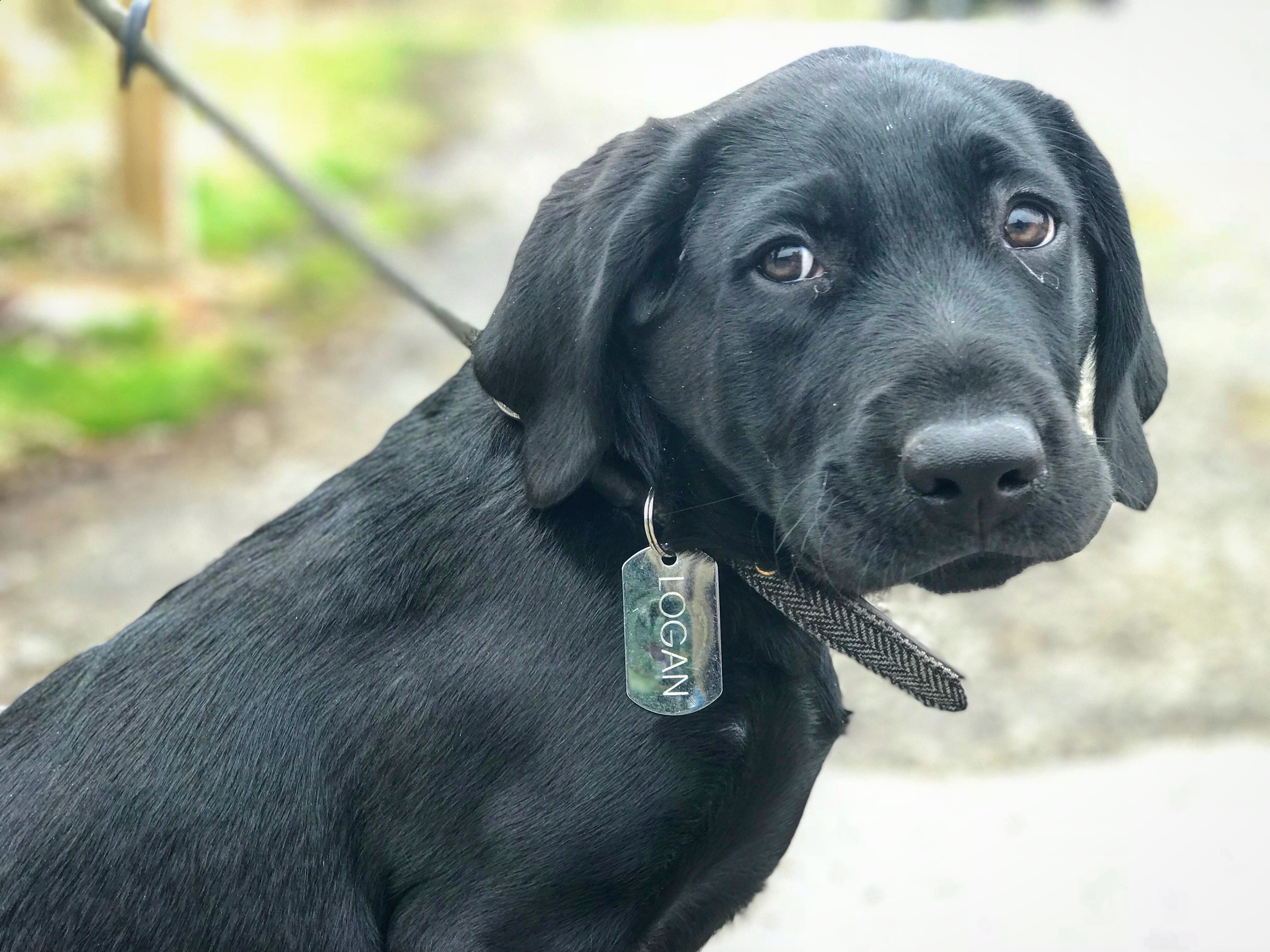 Labrador gun dog store training