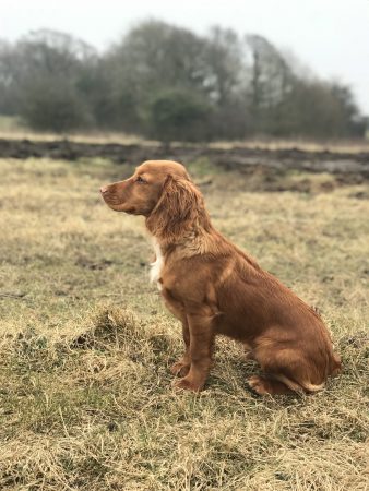 1-2-1 gundog training cocker spaniel