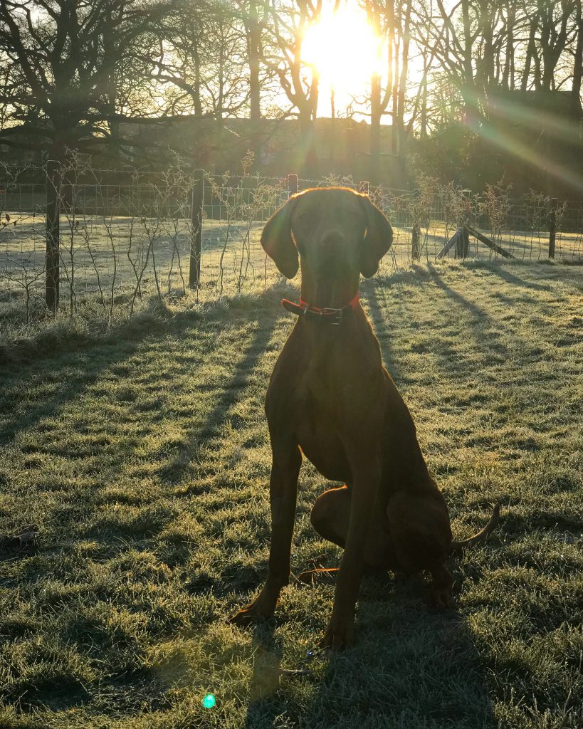 gundog training the fitz cockermouth