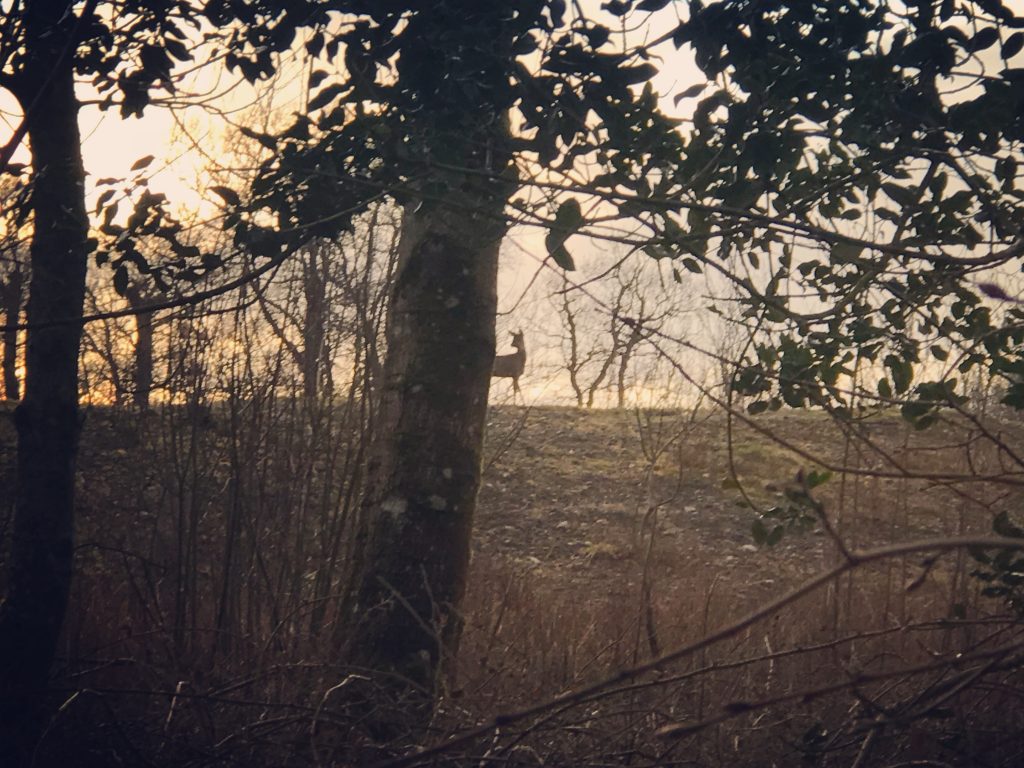 Gundog training deer stalking cockermouth