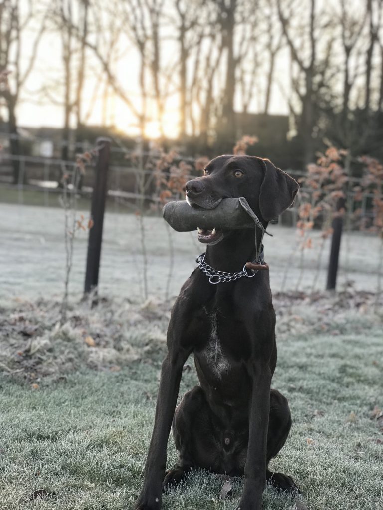 gundog training the fitz cockermouth