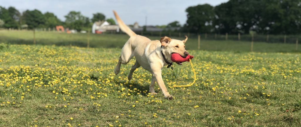 gundog training behavioural labrador