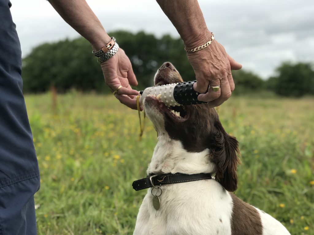 gundog training rescue springer spaniel 