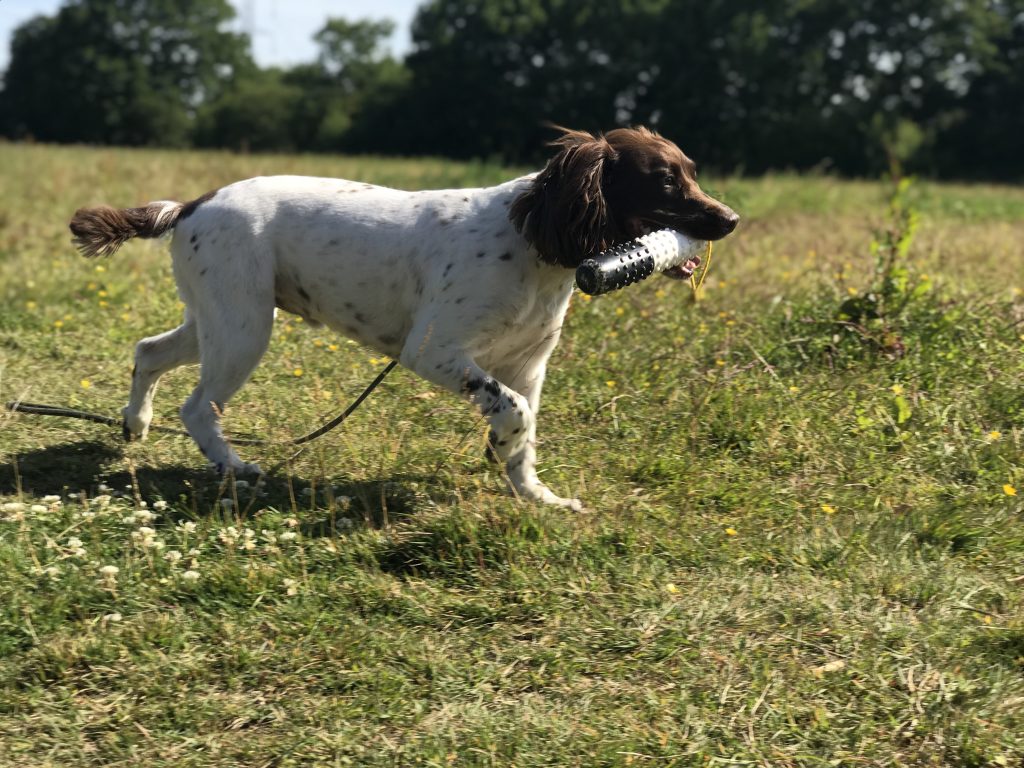 testimonial springer spaniel