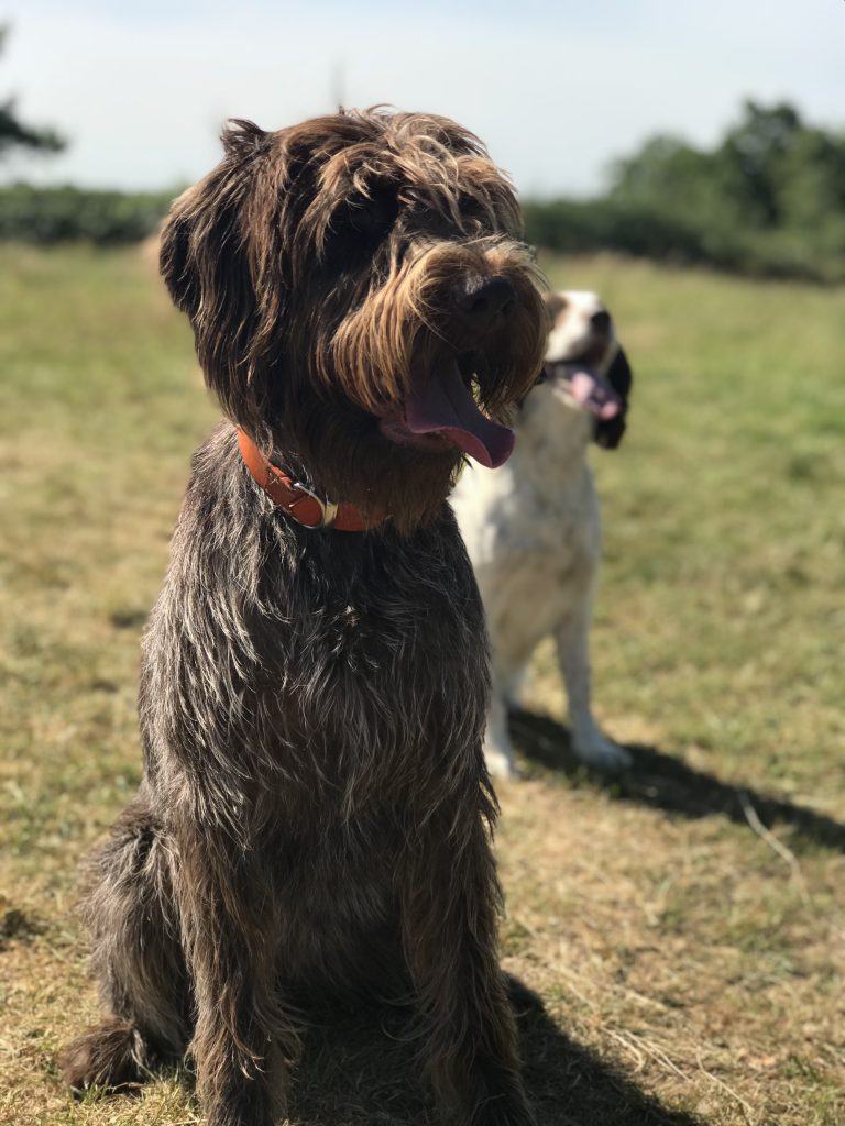 gundog training kothals griffon