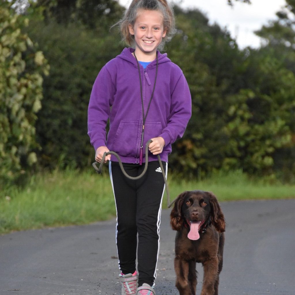 gundog training cocker spaniel