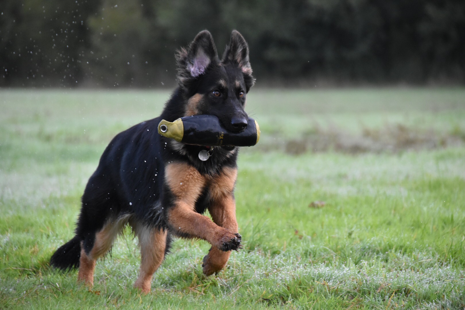 Pre trained german store shepherds