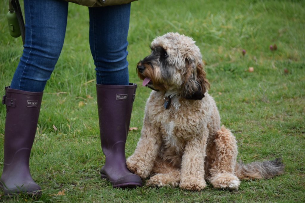 gundog training cockapoo