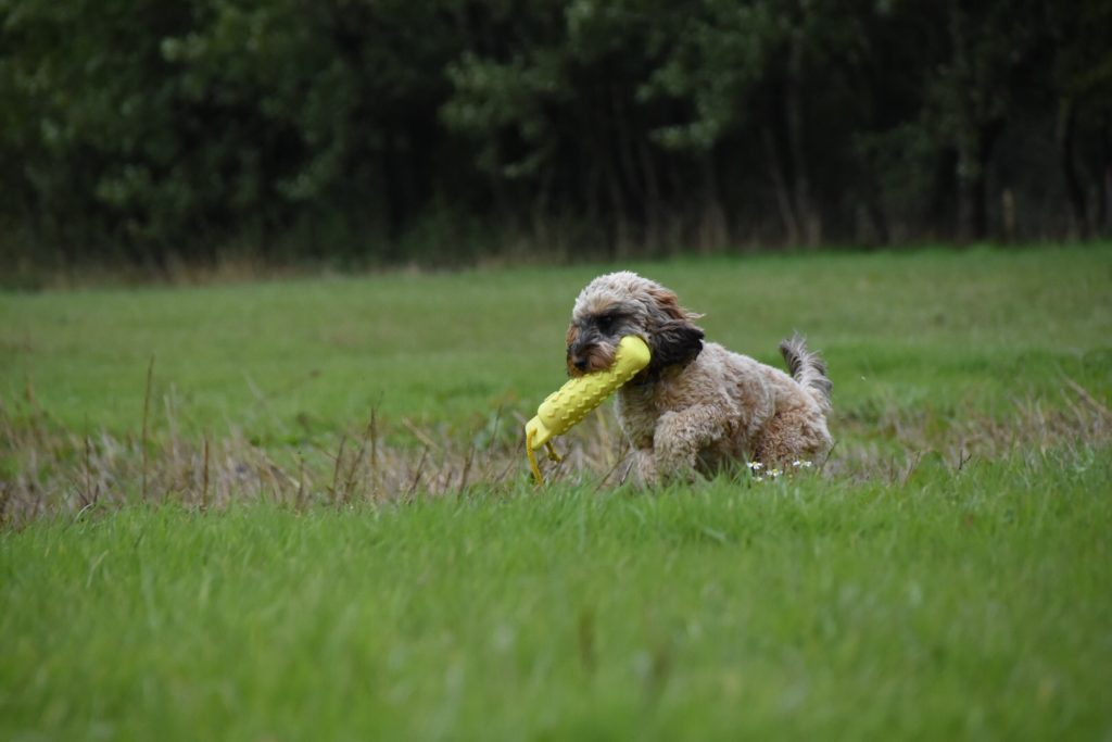 gundog training cockapoo