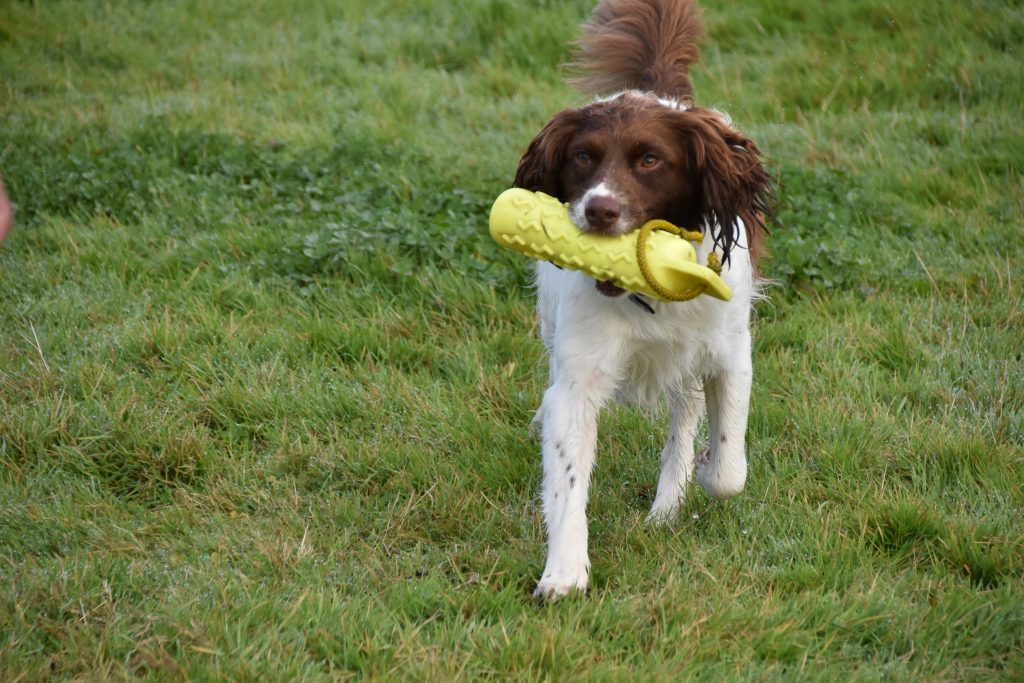 gundog training rescue springer spaniel