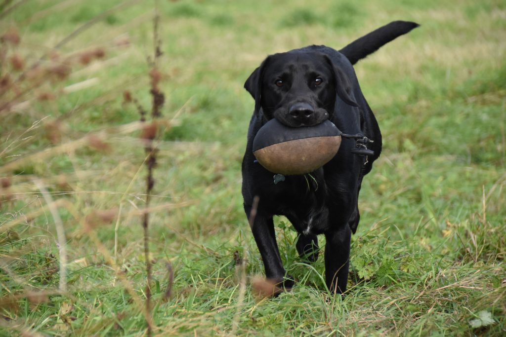 drakeshead labrador puppies for sale
