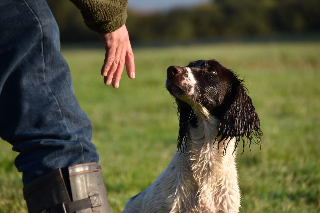 residential gundog training springer spaniel