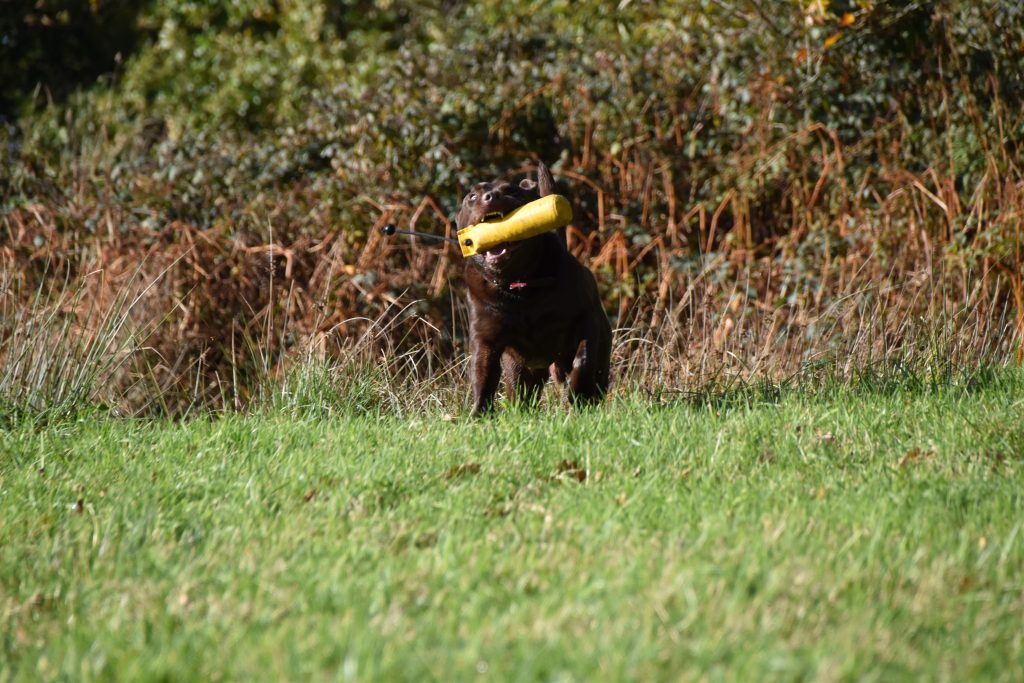 Gundog training the Tessleymoor way 