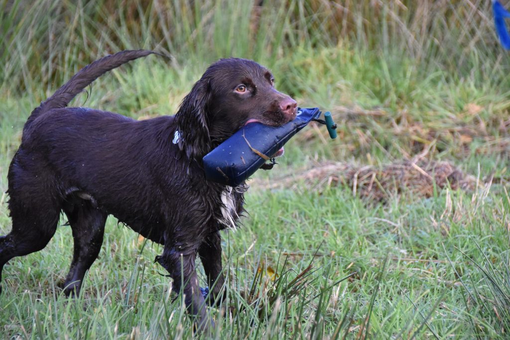 Trained sprocker hot sale for sale