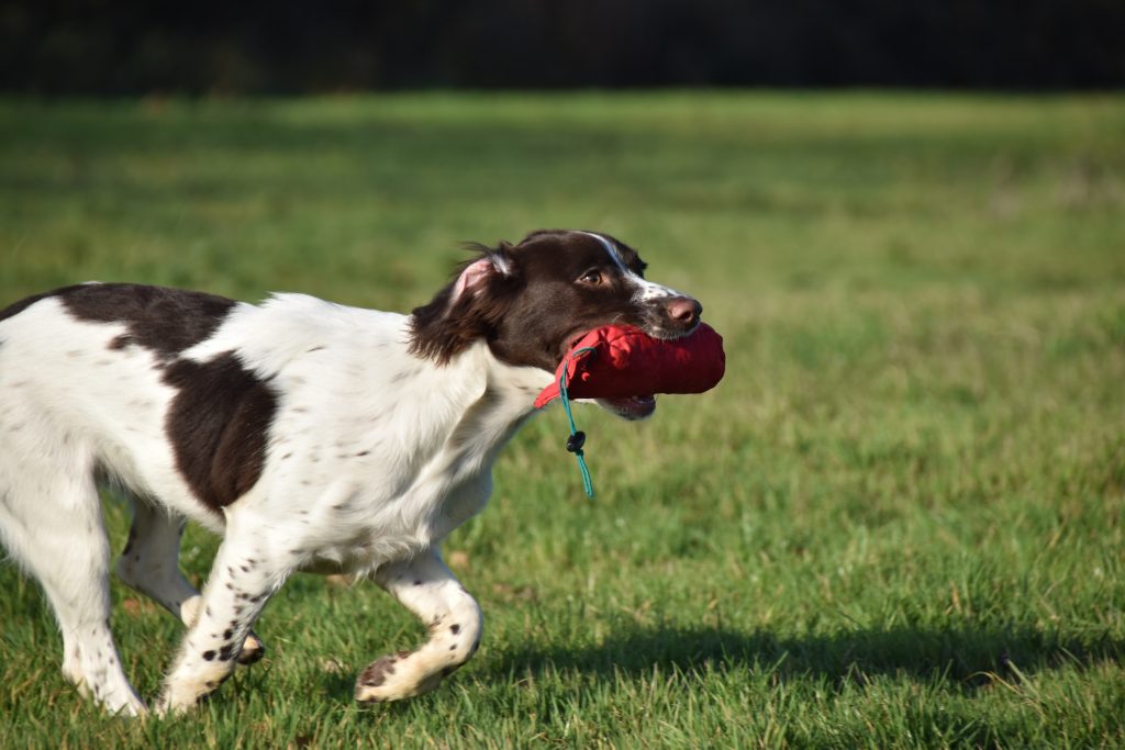 puppy gundog training springer spaniel