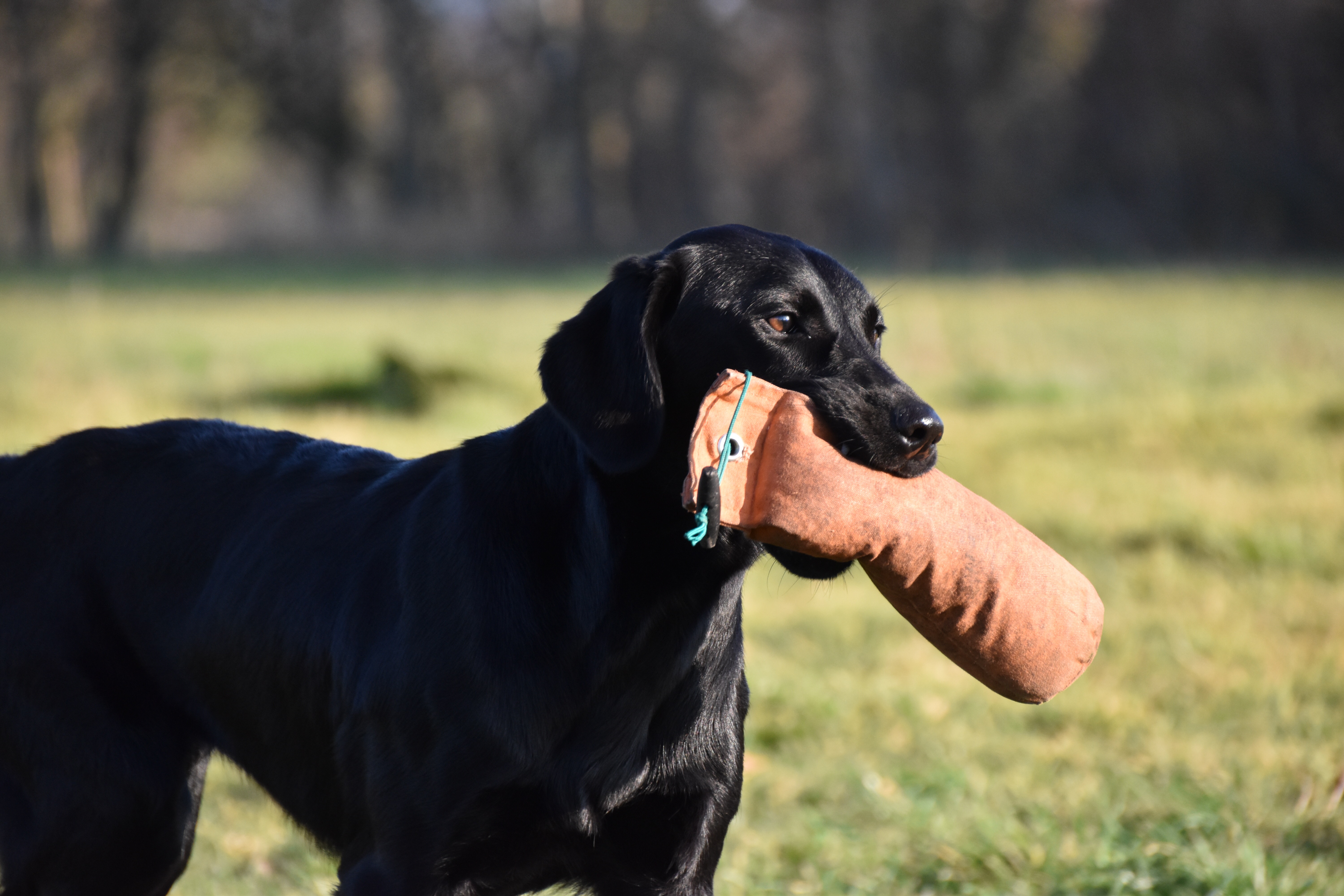 gundog training the tessleymoor way labrador retriever