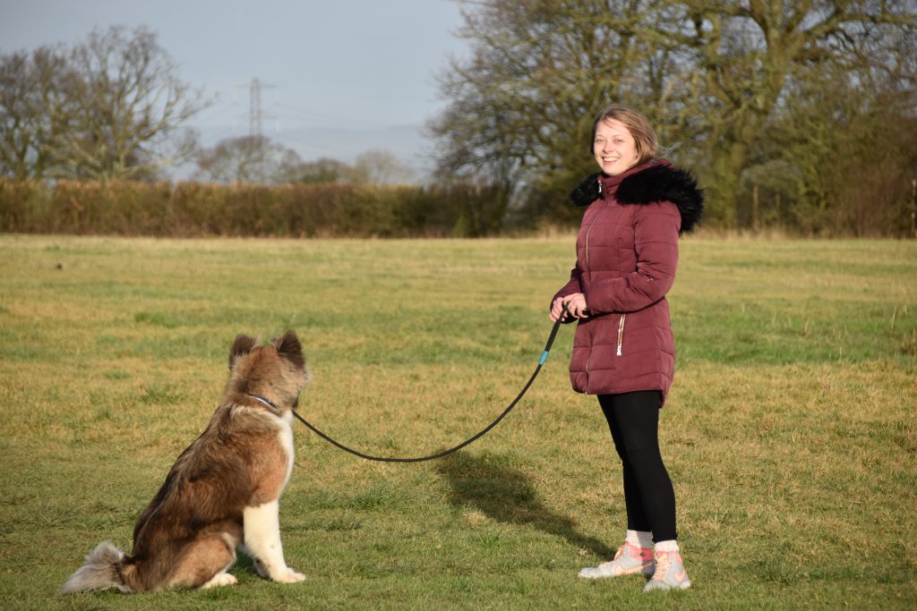 dog behaviour and aggression American akita