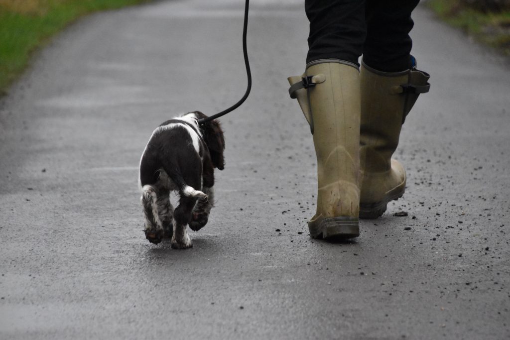 Heel Work Training Puppy Training Tessleymoor Way