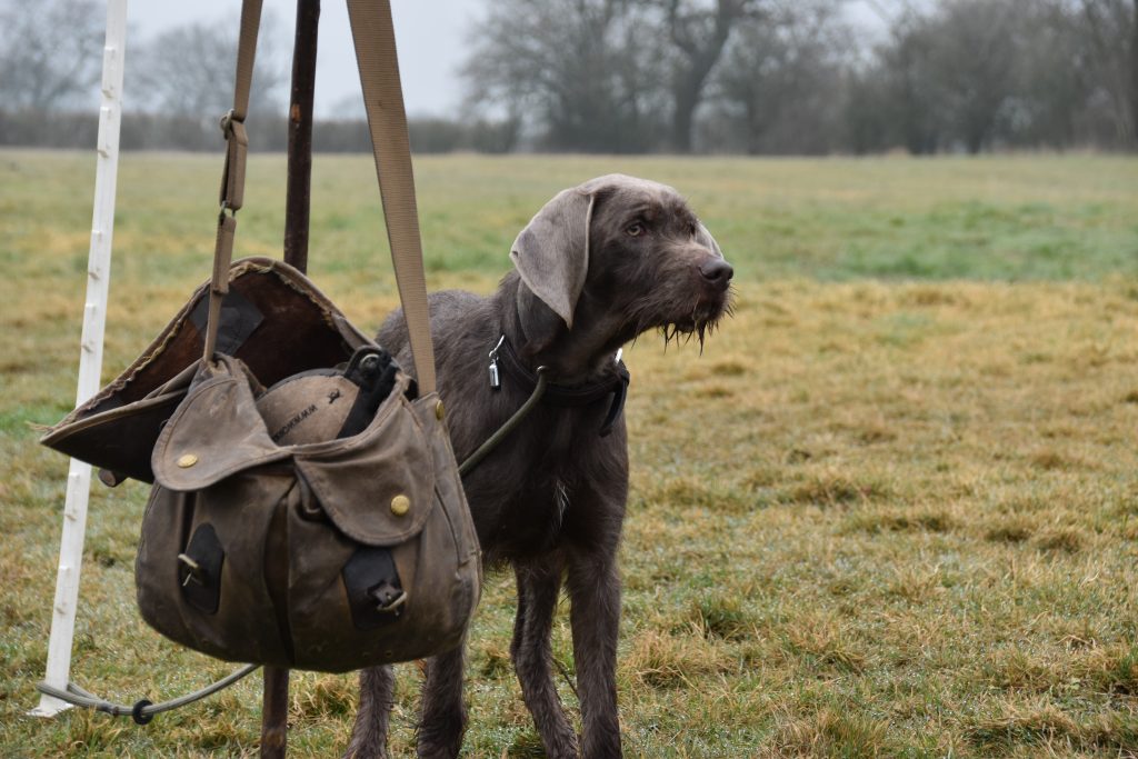 Crate Training a Puppy - Gun Dog