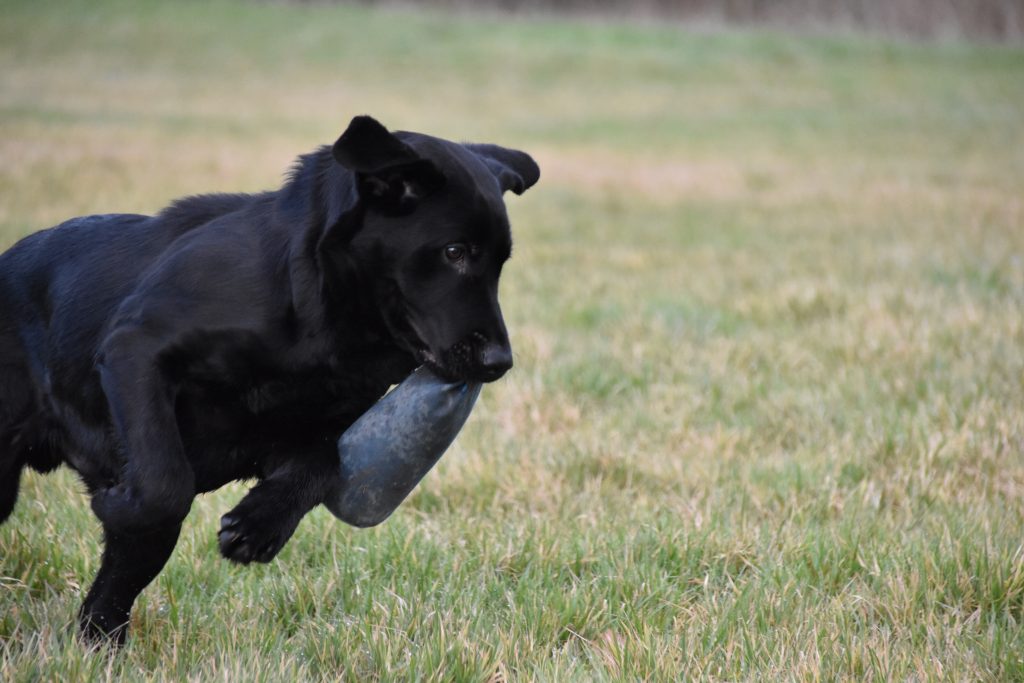 testimonial gundog training labrador