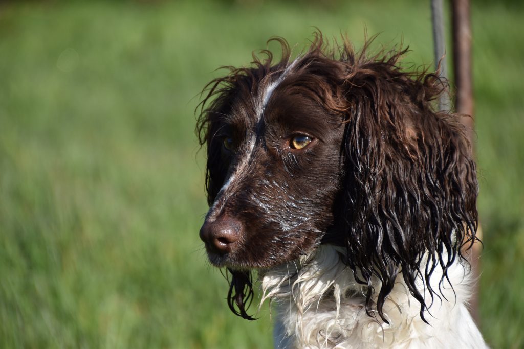 what age to start gun dog training