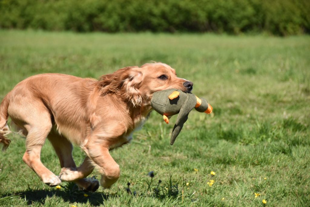 why are working dogs important