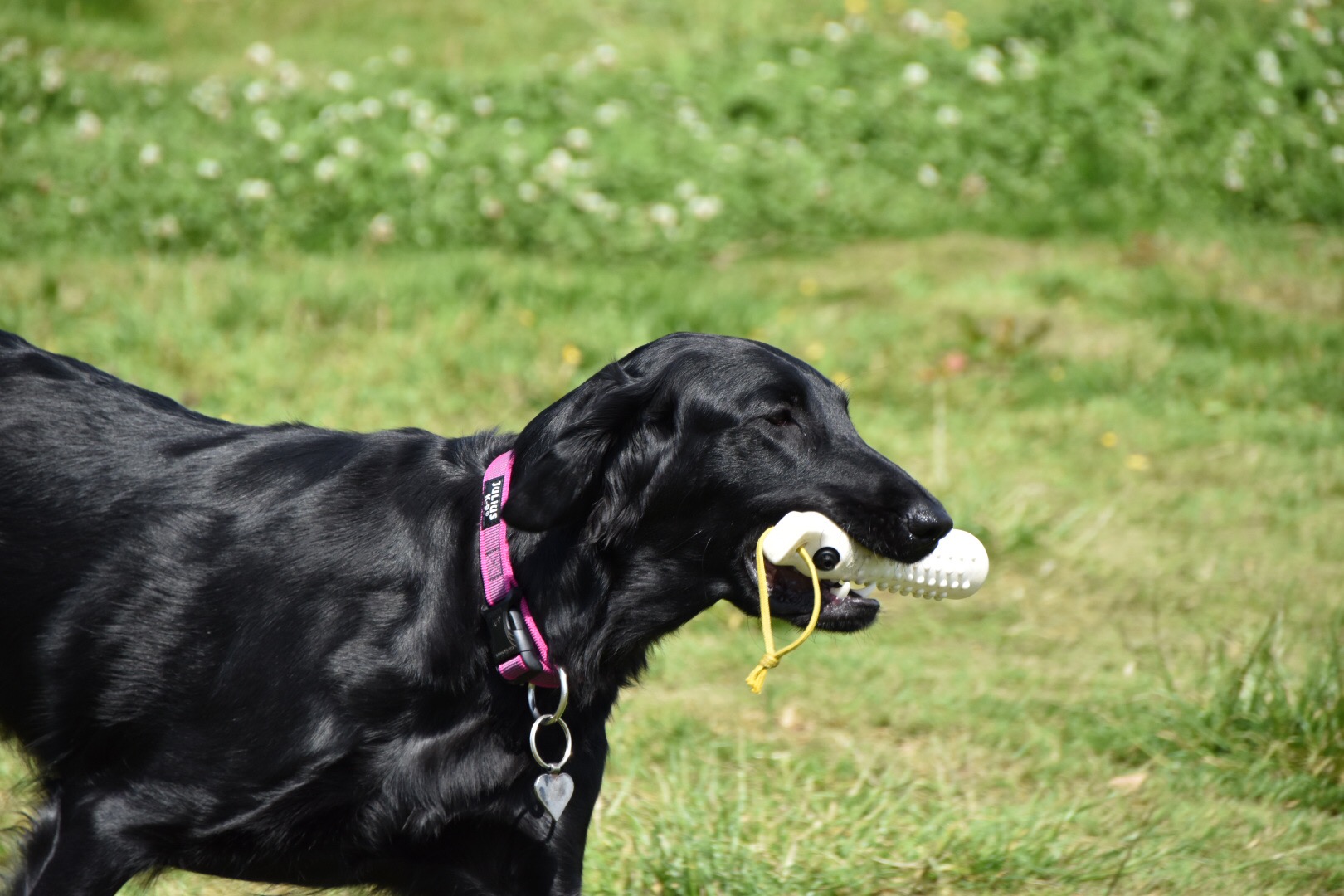 Flat coated 2024 retriever training