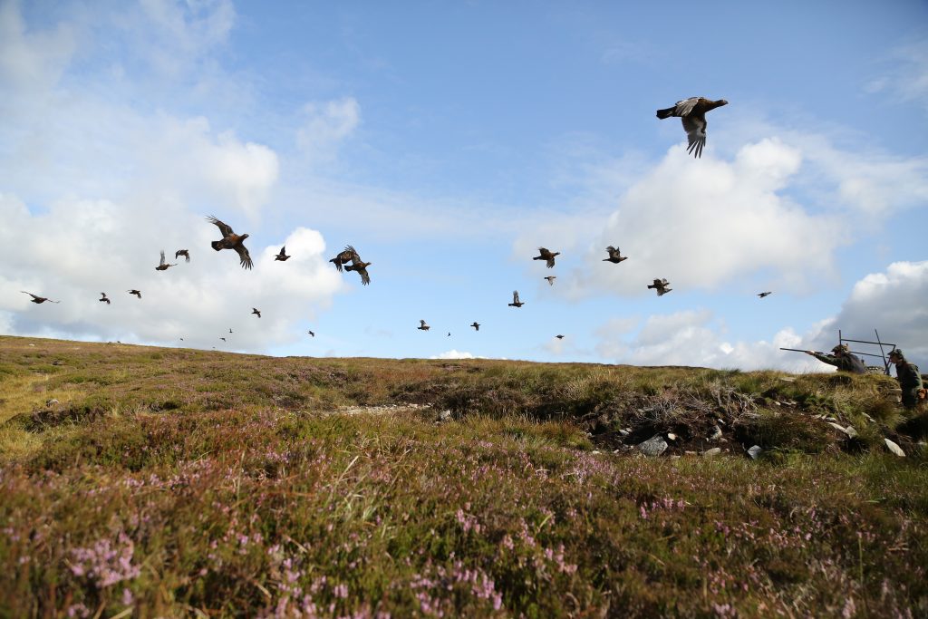 shooting season glorious twelfth 